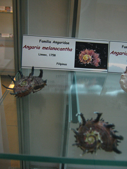 Angaria melanocantha, vista total
