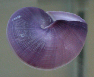 Janthina janthina, primer plano