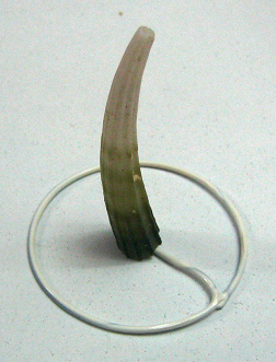 Dentalium elephantinum, primer plano