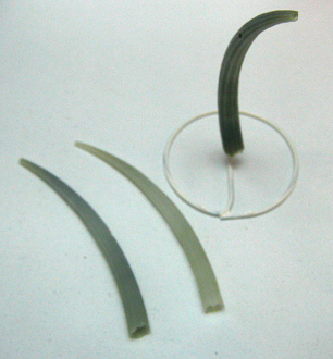 Dentalium aprinum, primer plano