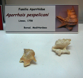 Aporrhais pespelicani