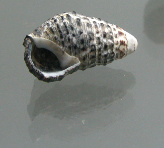 Clypeomorus moniliferus, primer
                                  plano 02