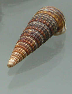 Cerithium sulcata, primer plano 02