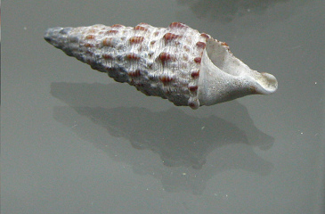 Cerithium vulgatum, primer plano