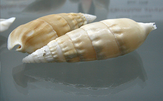 Rhinoclavis vertagus, primer plano