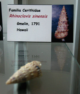 Rhinoclavis sinensis