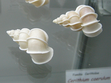 Epitonium scalare, primer plano