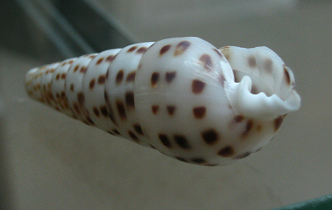 Pyramidella acus, primer plano