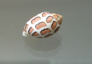 Acteon eloisiae, primer plano