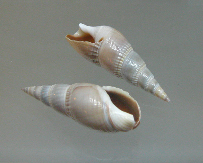 Bulla vittata, primer plano 01