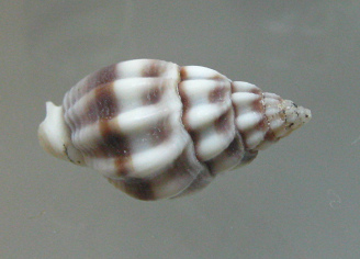 Nassarius stolatus, primer plano 01