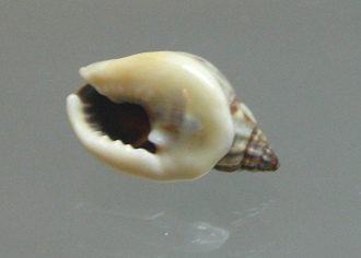 Nassarius pullus, primer plano