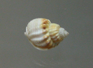 Nassarius arcularius arcularius, primer
                          plano