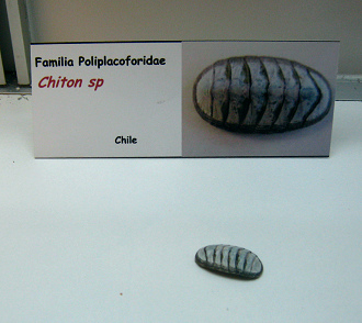 Chiton
                          sp