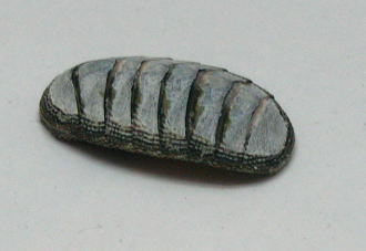Chiton sp, primer plano