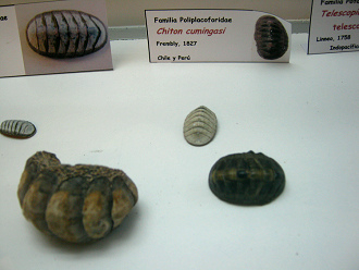 Chiton cumingasi