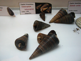 Telescopium telescopium