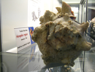 Hexaplex regius, placa