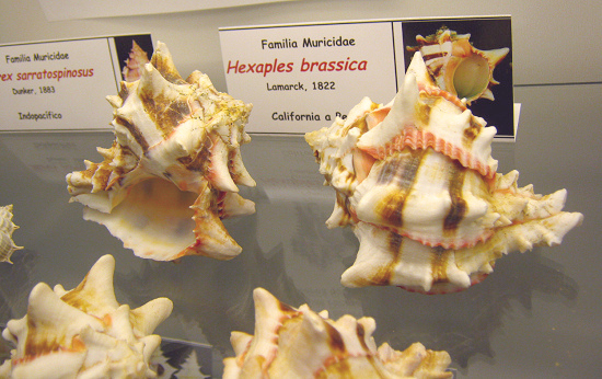 Hexaplex brassica