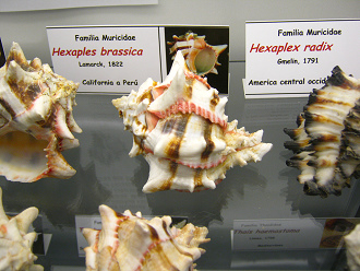 Hexaplex brassica, vista parcial 02