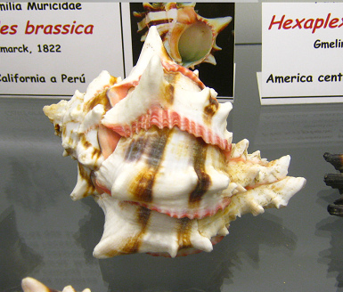 Hexaplex brassica, primer plano 02