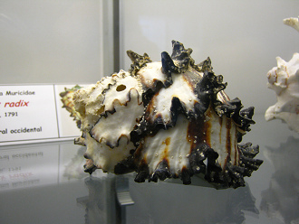 Hexaplex radix 02, primer plano