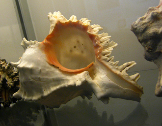 Hexaplex erythrostomus, primer plano 01