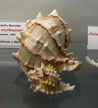 Hexaplex erythrostomus, primer plano 02