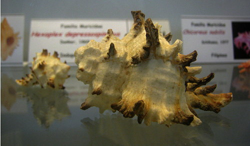 Hexaplex depressospinosus, primer plano 01