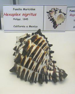 Hexaplex nigritu