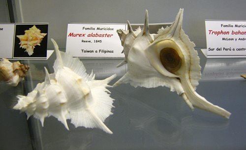 Murex alabaster