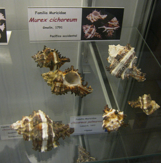 Murex cichoreum, vista total