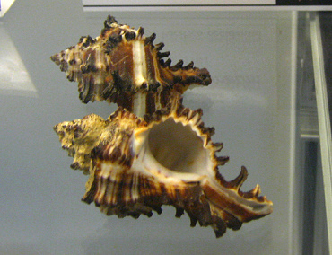 Murex cichoreum, primer plano 02