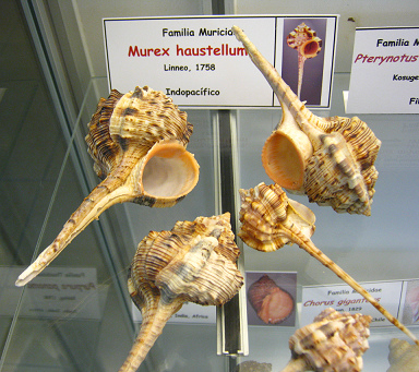 Murex haustellum