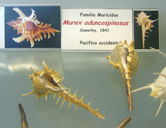 Murex aduncospinosus, placa