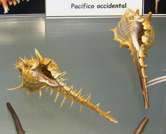 Murex aduncospinosus, primer plano