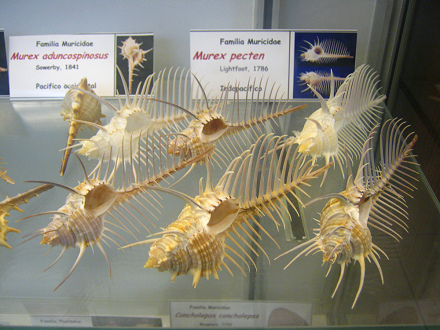 Murex pecten, vista total