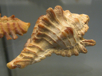 Chicoreus dilectus, primer plano
                                02