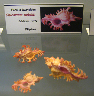 Chicoreus nobilis