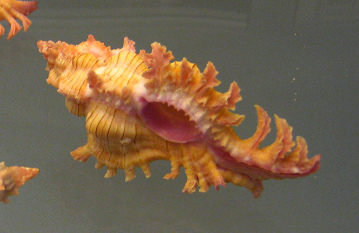 Chicoreus nobilis, primer plano 02