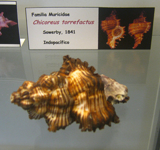 Chicoreus torrefactus, placa