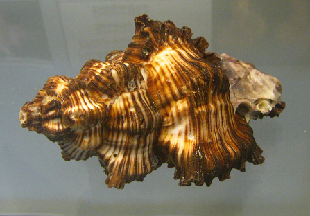 Chicoreus torrefactus, primer plano
