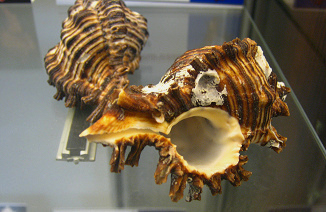 Chicoreus palmarosae, primer plano