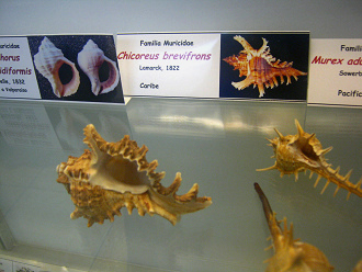 Chicoreus brevifrons, placa