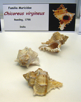Chicoreus virgineus
