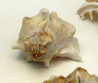 Chicoreus virgineus, primer plano 03