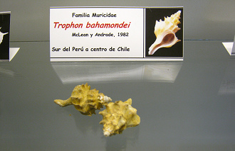 Trophon bahamondei