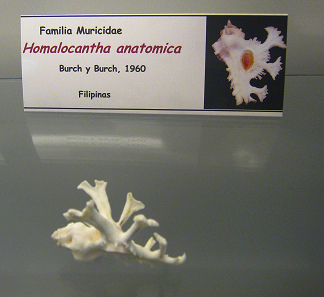 Homalocantha anatomica