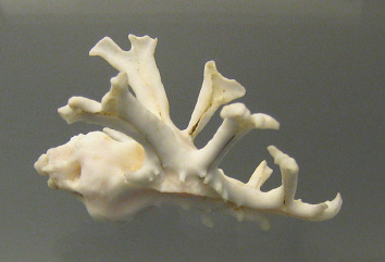 Homalocantha anatomica, primer plano