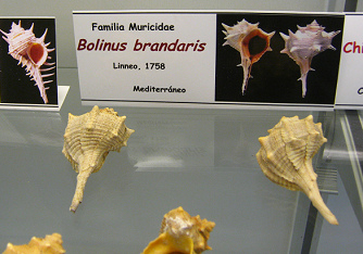 Bolinus brandaris, placa